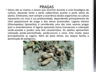  Vários são os insetos e ácaros que ocorrem durante o ciclo fenológico da
cultura, atacando tanto a parte subterrânea quanto a parte aérea da
planta. Entretanto, nem sempre a ocorrência destes organismos na cultura
representa um risco à sua produtividade, dependendo principalmente do
nível populacional da praga e dos danos provocados. Lagarta elasmo
(Elasmopalpus lignosellus) é considerada uma das mais severas pragas
para o amendoinzeiro. A lagarta apresenta listras transversais e coloração
verde-azulada e produz uma teia característica. Os adultos apresentam
coloração pardo-avermelhada, pardo-escuro a cinza. Este inseto ataca
principalmente as vagens. Além do dano direto, seu ataque facilita a
penetração de patógenos.
 