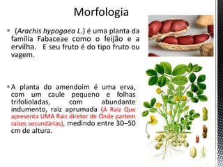  (Arachis hypogaea L.) é uma planta da
família Fabaceae como o feijão e a
ervilha. E seu fruto é do tipo fruto ou
vagem.
A planta do amendoim é uma erva,
com um caule pequeno e folhas
trifolioladas, com abundante
indumento, raiz aprumada (A Raiz Que
apresenta UMA Raiz diretor de Onde partem
raízes secundárias), medindo entre 30–50
cm de altura.
 