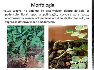 Suas vagens, no entanto, se desenvolvem dentro do solo. O
pedúnculo floral, após a polinização, curva-se para baixo,
continuando a crescer até enterrar o ovário da flor. No solo, as
vagens se desenvolvem e amadurecem.
 