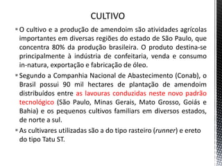 O cultivo e a produção de amendoim são atividades agrícolas
importantes em diversas regiões do estado de São Paulo, que
concentra 80% da produção brasileira. O produto destina-se
principalmente à indústria de confeitaria, venda e consumo
in-natura, exportação e fabricação de óleo.
Segundo a Companhia Nacional de Abastecimento (Conab), o
Brasil possui 90 mil hectares de plantação de amendoim
distribuídos entre as lavouras conduzidas neste novo padrão
tecnológico (São Paulo, Minas Gerais, Mato Grosso, Goiás e
Bahia) e os pequenos cultivos familiars em diversos estados,
de norte a sul.
As cultivares utilizadas são a do tipo rasteiro (runner) e ereto
do tipo Tatu ST.
 