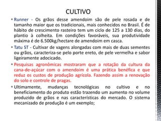  Runner - Os grãos desse amendoim são de pele rosada e de
tamanho maior que os tradicionais, mais conhecidos no Brasil. É de
hábito de crescimento rasteiro tem um ciclo de 125 a 130 dias, do
plantio à colheita. Em condições favoráveis, sua produtividade
máxima é de 6.500kg/hectare de amendoim em casca.
 Tatu ST - Cultivar de vagens alongadas com mais de duas sementes
ou grãos, caracteriza-se pelo porte ereto, de pele vermelha e sabor
ligeiramente adocicado.
 Pesquisas agronômicas mostraram que a rotação da cultura da
cana-de-açúcar com o amendoim é uma prática benéfica e que
reduz os custos de produção agrícola. Fazendo assim a renovação
do solo e controle de pragas.
 Ultimamente, mudanças tecnológicas no cultivo e no
beneficiamento do produto estão trazendo um aumento no volume
produzido de grãos e nas características do mercado. O sistema
mecanizado de produção é um exemplo;
 
