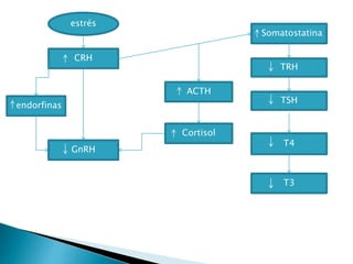 estrés
CRH
endorfinas
GnRH
ACTH
Cortisol
Somatostatina
TRH
TSH
T4
T3
 