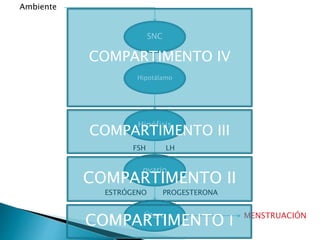 SNC
Hipotálamo
Hipófisis
ovario
Útero
Ambiente
MENSTRUACIÓN
FSH LH
ESTRÓGENO PROGESTERONA
COMPARTIMENTO IV
COMPARTIMENTO III
COMPARTIMENTO II
COMPARTIMENTO I
 