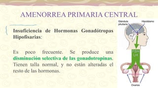 AMENORREA PRIMARIA CENTRAL
Insuficiencia de Hormonas Gonadótropas
Hipofisarias:
Es poco frecuente. Se produce una
disminución selectiva de las gonadotropinas.
Tienen talla normal, y no están alteradas el
resto de las hormonas.
 