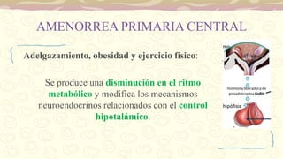 AMENORREA PRIMARIA CENTRAL
Adelgazamiento, obesidad y ejercicio físico:
Se produce una disminución en el ritmo
metabólico y modifica los mecanismos
neuroendocrinos relacionados con el control
hipotalámico.
 