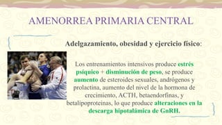 AMENORREA PRIMARIA CENTRAL
Adelgazamiento, obesidad y ejercicio físico:
Los entrenamientos intensivos produce estrés
psíquico + disminución de peso, se produce
aumento de esteroides sexuales, andrógenos y
prolactina, aumento del nivel de la hormona de
crecimiento, ACTH, betaendorfinas, y
betalipoproteinas, lo que produce alteraciones en la
descarga hipotalámica de GnRH.
 