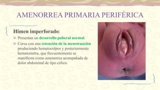 AMENORREA PRIMARIA PERIFÉRICA
Himen imperforado:
Presentan un desarrollo puberal normal.
Cursa con una retención de la menstruación
produciendo hematocolpos y posteriormente
hematometra, que frecuentemente se
manifiesta como amenorrea acompañada de
dolor abdominal de tipo cólico.
 