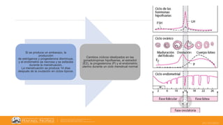 25/10/2022
Si se produce un embarazo, la
producción
de estrógenos y progesterona disminuye,
y el endometrio se necrosa y se esfacela
durante la menstruación.
La menstruación se produce 14 días
después de la ovulación en ciclos típicos.
Cambios cíclicos idealizados en las
gonadotropinas hipofisarias, el estradiol
(E2), la progesterona (P) y el endometrio
uterino durante un ciclo menstrual normal
 