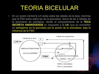 TEORIA BICELULAR
• En un ovario normal la LH actúa sobre las células de la teca, mientras
que la FSH actúa sobre las de la granulosa. teoría de las 2 células de
la biosíntesis de estrógeno, donde el compartimiento de la TECA
SECRETA ANDRÓGENOS en respuesta a la LH, que se convierten
en estrógenos en la granulosa por la acción de la aromatasa, bajo la
influencia de la FSH.
 