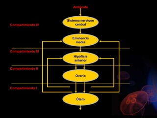 Sistema nervioso
central
Eminencia
media
Hipófisis
anterior
Ovario
Útero
Menstruación
Ambiente
Compartimiento III
Compartimiento II
Compartimiento I
GnRH
LHFSH
Estrógeno Progesterona
Compartimiento IV
 