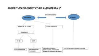 ALGORITMO DIAGNÓSTICO DE AMENORREA 1°
 