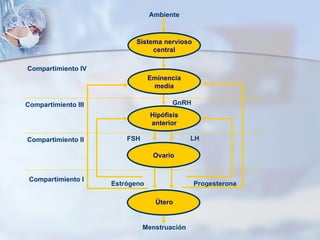 Menstruación Ambiente Compartimiento III Compartimiento II Compartimiento I GnRH LH FSH Estrógeno Progesterona Compartimiento IV Sistema nervioso central Eminencia media Hipófisis anterior Ovario Útero 