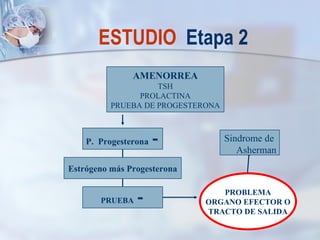 ESTUDIO  Etapa 2 AMENORREA TSH PROLACTINA PRUEBA DE PROGESTERONA P.  Progesterona   - Estrógeno más Progesterona PRUEBA  - PROBLEMA ORGANO EFECTOR O TRACTO DE SALIDA Sindrome de  Asherman 