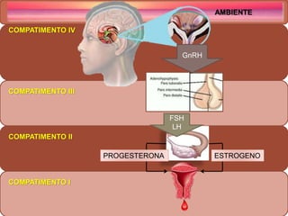 AMBIENTE
COMPATIMENTO IV
COMPATIMENTO I
COMPATIMENTO II
COMPATIMENTO III
AMBIENTE
GnRH
ESTROGENOPROGESTERONA
FSH
LH
 