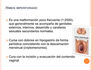 HIMEN IMPERFORADO 
 Es una malformación poco frecuente (1:2000), 
que generalmente se acompaña de genitales 
externos, internos, desarrollo y carateres 
sexuales secundarios normales. 
 Cursa con dolores en hipogastrio de forma 
periódica coincidiendo con la descamación 
menstrual (criptomenorrea). 
 Cura con la incisión y evacuación del contenido 
vaginal. 
 