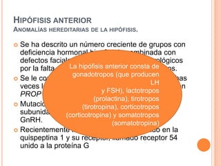 HIPÓFISIS ANTERIOR 
ANOMALÍAS HEREDITARIAS DE LA HIPÓFISIS. 
 Se ha descrito un número creciente de grupos con 
deficiencia hormonal hipofisaria combinada con 
defectos faciales centrales, defectos neurológicos 
por la falta de fusión en la línea media o ambos. 
La hipófisis anterior consta de 
gonadotropos (que producen 
 Se le conoce como displasia septoóptica y muchas 
LH 
veces los pacientes tienen una mutación en el gen 
y FSH), lactotropos 
PROP1. 
(prolactina), tirotropos 
 Mutaciones en los genes (tirotropina), que codifican corticotropos 
las 
subunidades-β (corticotropina) de LH y FSH y o somatotropos 
el receptor de 
GnRH. 
(somatotropina) 
 Recientemente la atención se ha enfocado en la 
quispeptina 1 y su receptor, llamado receptor 54 
unido a la proteína G 
 