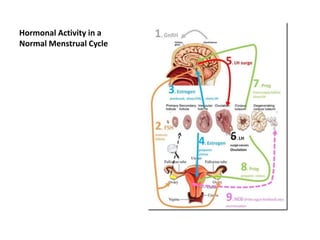 Hormonal Activity in a
Normal Menstrual Cycle
 