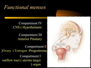 Functional menses
Compartment ICompartment I
outflow tract ( uterine target
organ(
Compartment ICompartment III
Ovary ( Estrogen -Progesterone(
Compartment IIICompartment III
Anterior Pituitary
Compartment IVCompartment IV
CNS ( Hypothalamic(
 