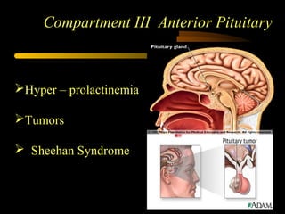 Compartment IIICompartment III Anterior Pituitary
Hyper – prolactinemia
Tumors
 Sheehan Syndrome
 