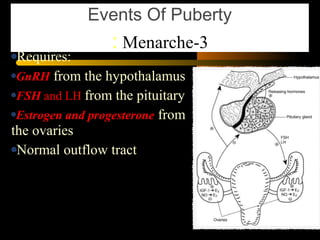 Requires:
GnRHGnRH from the hypothalamus
FSHFSH and LHLH from the pituitary
Estrogen and progesteroneEstrogen and progesterone from
the ovaries
Normal outflow tract
Events Of Puberty
3-Menarche:
 