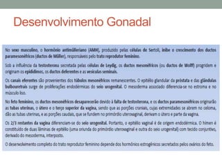 Desenvolvimento Gonadal
 