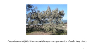 8
Casuarina equisetifolia litter completely suppresses germination of understory plants
 