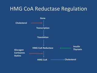 HMG CoA Reductase Regulation
Gene
Transcription
Translation
HMG CoA Reductase
HMG CoA
Cholesterol
Cholesterol
Glucagon
Cortisones
Statins
Insulin
Thyroxin
 