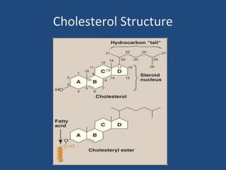 Cholesterol Structure
 