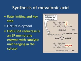 Synthesis of mevalonic acid
• Rate limiting and key
step
• Occurs in cytosol
• HMG CoA reductase is
an ER membrane
enzyme with catalytic
unit hanging in the
cytosol
 