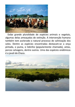 Exibe grande pluralidade de espécies animais e vegetais,
algumas delas ameaçadas de extinção. A intervenção humana
também tem acelerado o natural processo de salinização dos
solos. Dentre as espécies encontradas destacam-se a onça
pintada, o puma, o lobinho (popularmente chamado), antas,
porcos selvagens, dentre outros. Uma das espécies endêmicas
é o javali do Chaco.

 
