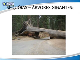 SEQUÓIAS – ÁRVORES GIGANTES:
 