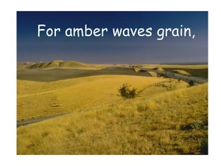 For amber waves grain,