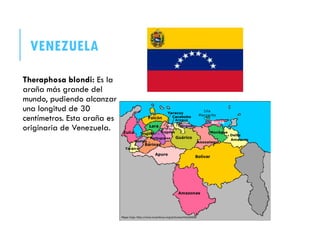 VENEZUELA
Theraphosa blondi: Es la
araña más grande del
mundo, pudiendo alcanzar
una longitud de 30
centímetros. Esta araña es
originaria de Venezuela.
 