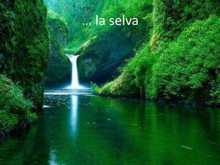 … la selva
 