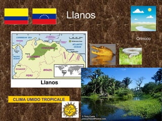 Llanos Orinoco CLIMA UMIDO TROPICALE 