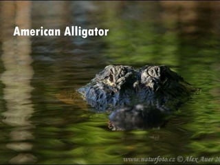 American Alligator

 