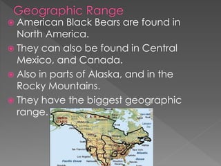  American Black Bears are found in
North America.
 They can also be found in Central
Mexico, and Canada.
 Also in parts of Alaska, and in the
Rocky Mountains.
 They have the biggest geographic
range.
 
