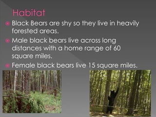  Black Bears are shy so they live in heavily
forested areas.
 Male black bears live across long
distances with a home range of 60
square miles.
 Female black bears live 15 square miles.
 