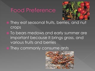  They eat seasonal fruits, berries, and nut
crops
 To bears medows and early summer are
important because it brings grass, and
various fruits and berries
 They commonly consume ants
 
