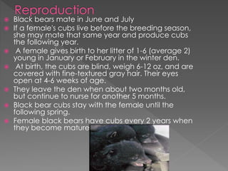 Black bears mate in June and July
 If a female's cubs live before the breeding season,
she may mate that same year and produce cubs
the following year.
 A female gives birth to her litter of 1-6 (average 2)
young in January or February in the winter den.
 At birth, the cubs are blind, weigh 6-12 oz, and are
covered with fine-textured gray hair. Their eyes
open at 4-6 weeks of age.
 They leave the den when about two months old,
but continue to nurse for another 5 months.
 Black bear cubs stay with the female until the
following spring.
 Female black bears have cubs every 2 years when
they become mature
 