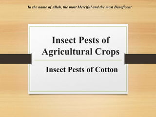 Insect Pests of
Agricultural Crops
Insect Pests of Cotton
In the name of Allah, the most Merciful and the most Beneficent
 