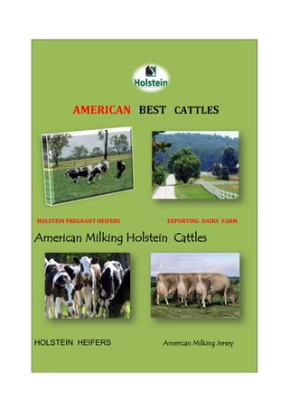 AMERICAN BEST CATTLES




HOLSTEIN PREGNANT HEIFERS    EXPORTING DAIRY FARM


American Milking Holstein Cattles




HOLSTEIN HEIFERS            American Milking Jersey
 