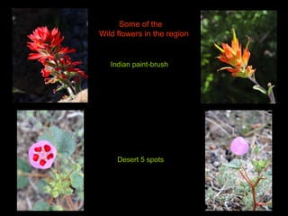 Indian paint-brush Desert 5 spots Some of the  Wild flowers in the region 