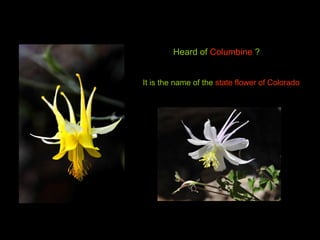 Heard of  Columbine  ? It is the name of the  state flower of Colorado 