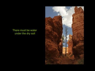 There must be water under the dry soil 