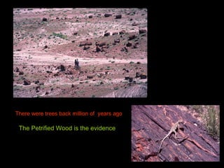 There were trees back million of  years ago The Petrified Wood is the evidence 
