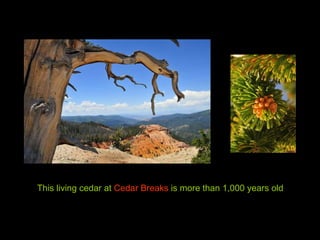 This living cedar at  Cedar Breaks  is more than 1,000 years old 