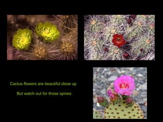 Cactus flowers are beautiful close up But watch out for those spines 