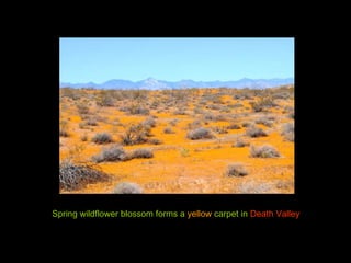 Spring wildflower blossom forms a  yellow  carpet in  Death Valley 