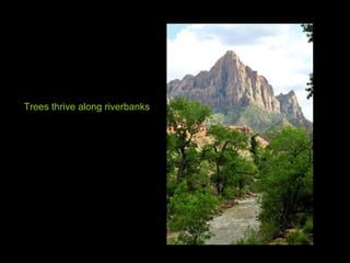 Trees thrive along riverbanks 